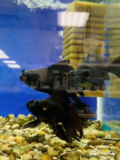 Аквариумные рыбки