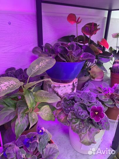 Горшечные растения, суккуленты, кактусы