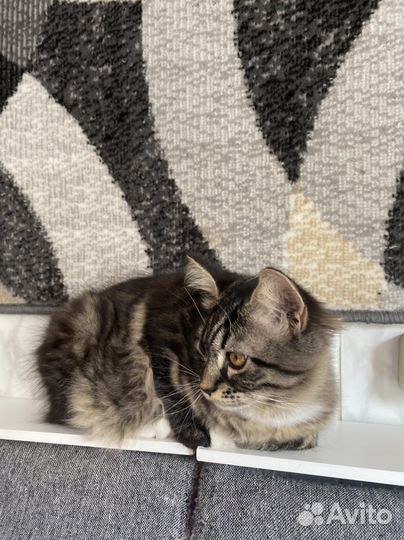 Сибирские котята
