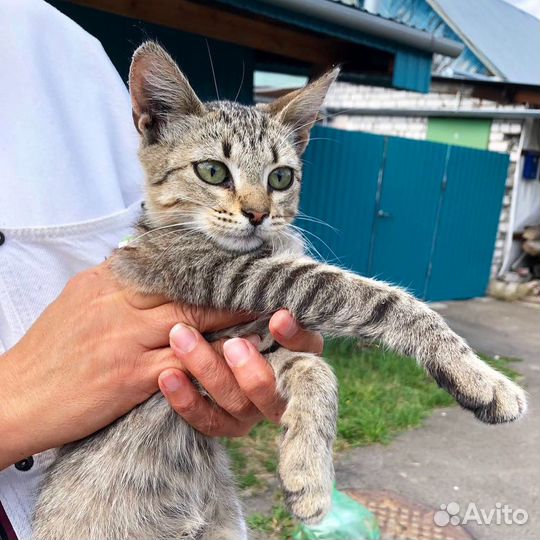 Котята ищут дом