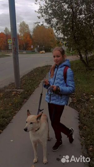 Выгульщик собак