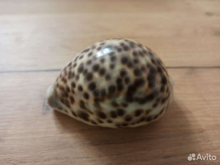 Морская раковина