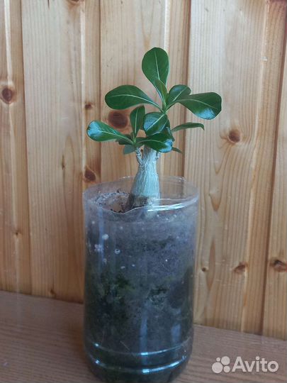 Диффенбахия адениум