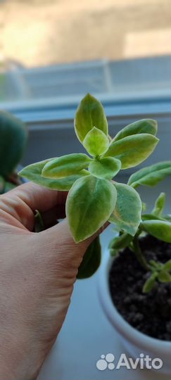 Аптения Мезембриантемум сердцелистный