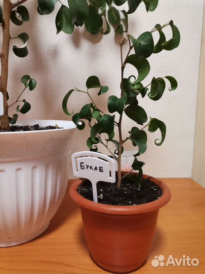 Фикус Букле