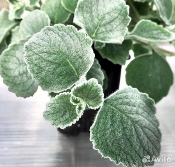 Плектрантус