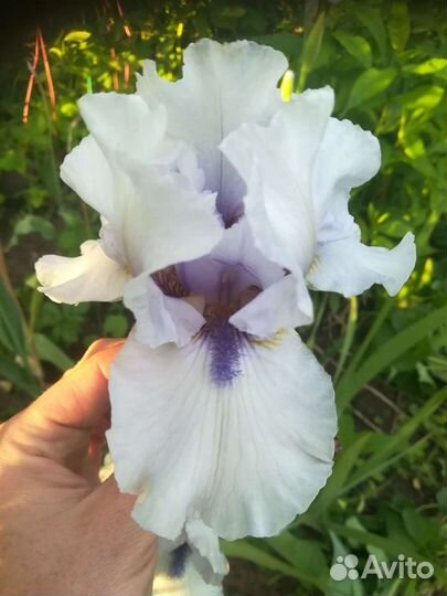 Ирисы бородатые