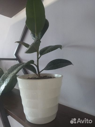 Фикус в ассортименте