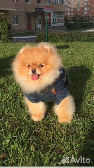 Щенки шпица