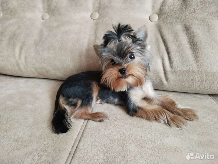 Йоркширский терьер микро