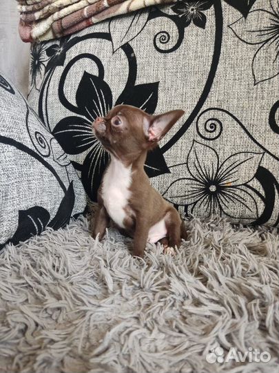 Мини кобель чихуахуа