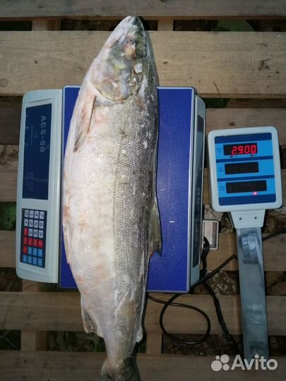 Продам свежемороженую рыбу кета