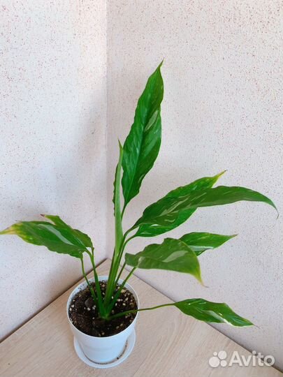 Комнатные растения