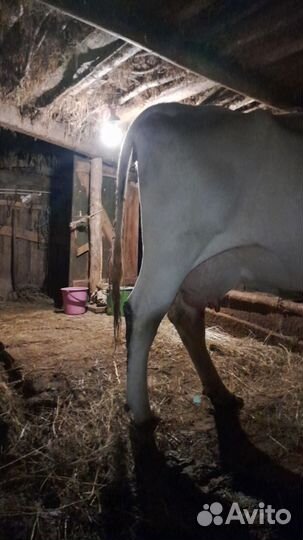 С/х животные коровы