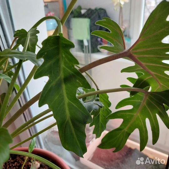Филодендрон