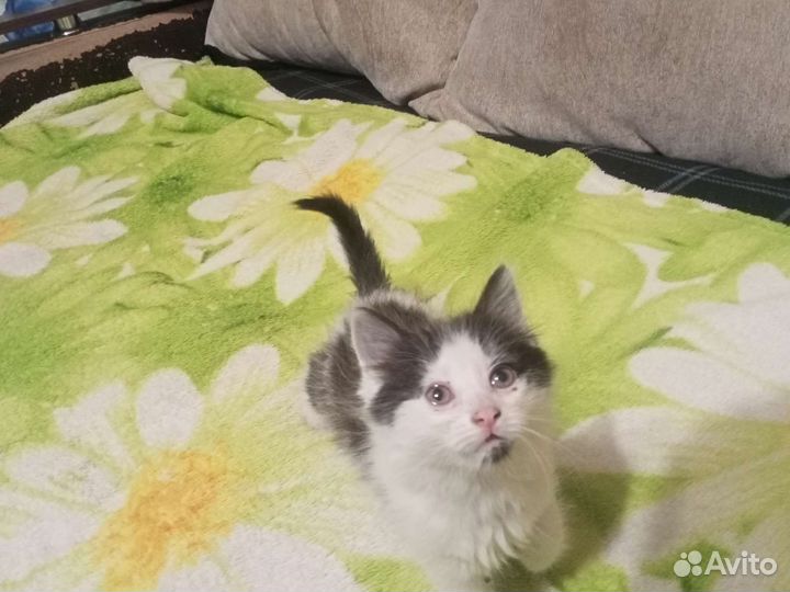 Кошка в дар бесплатно