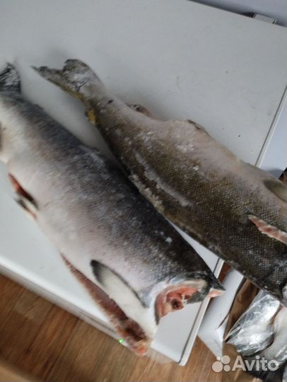 Лосось дикий кижуч