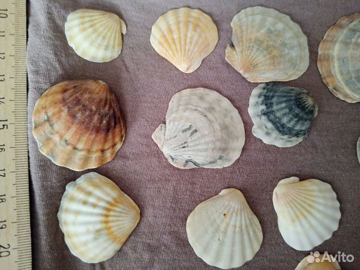 Морские ракушки