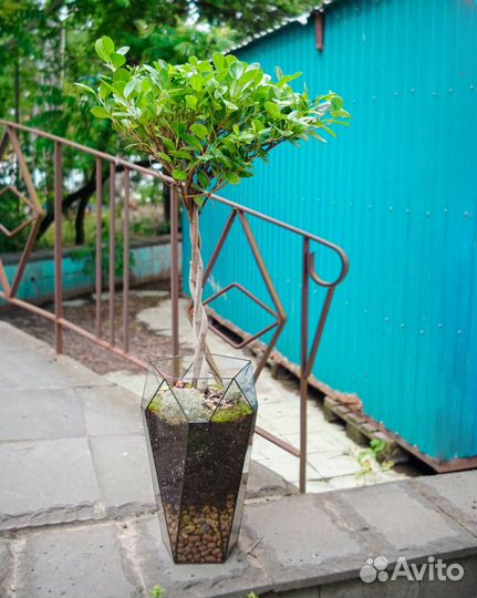 Кашпо, фикус Бенджамина