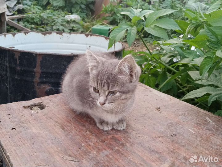 Котёнок девочка игривая приучина В лотку