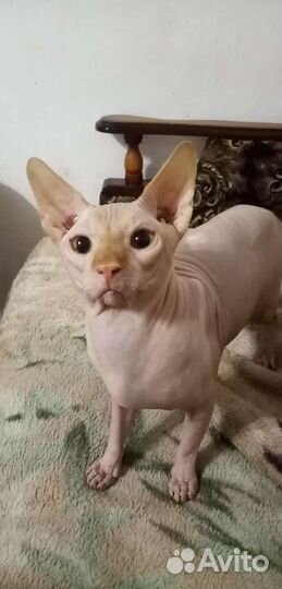 Канадский сфинкс вязка