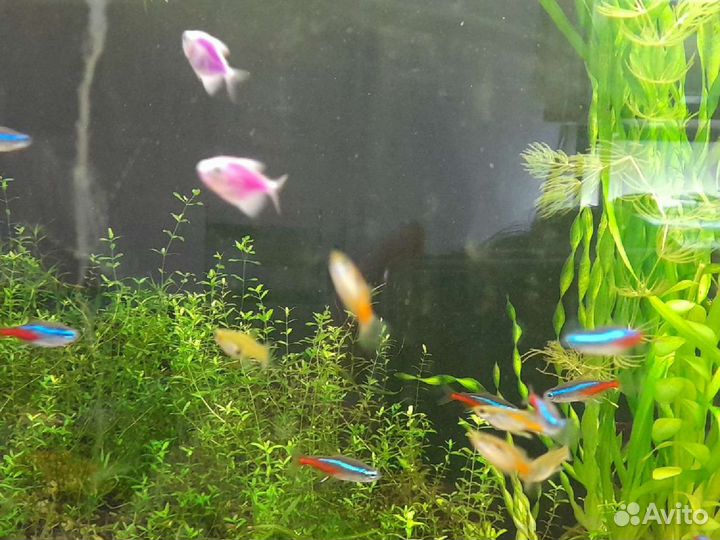 Аквариумные рыбки и растения,хелены,теодоксусы