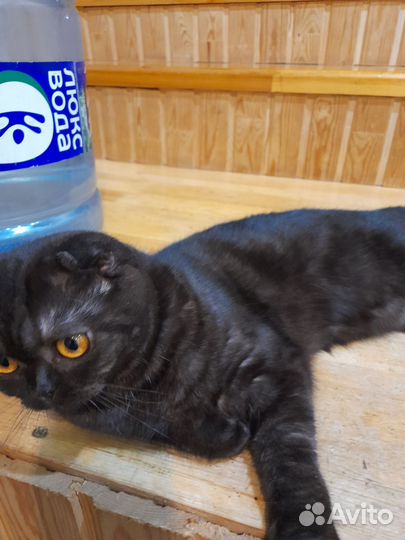 Шотландская кошка