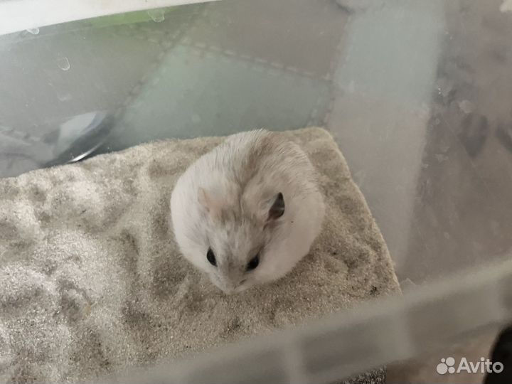 Самка джунгарского хомяка