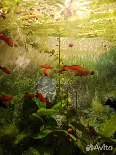 Вильчатые меченосцы