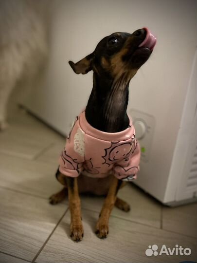 Той-терьер щенок