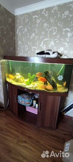 Аквариум Juwel Vision 450