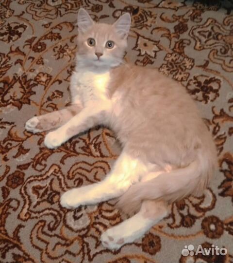 Котик в добрые руки