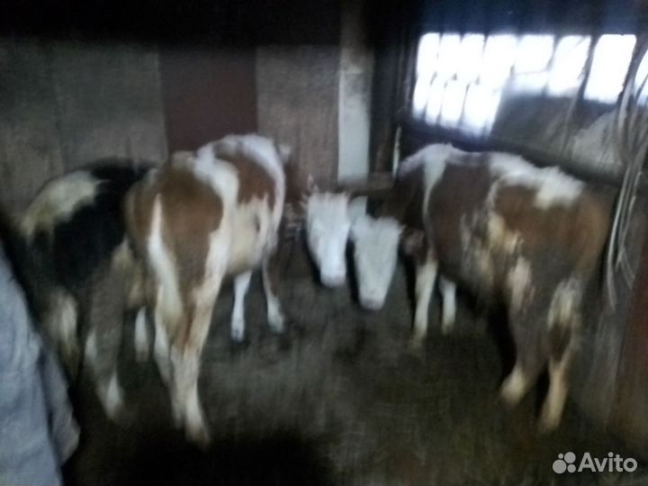 5 бычков и 2 телки