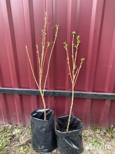 Смородина на штамбе