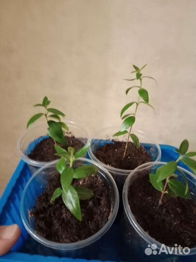 Мирт укорененные черенки