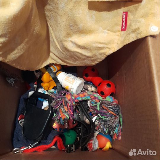 Вещи для йоркширского терьера