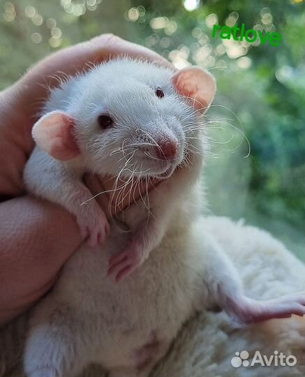 Крысята от ratlove,снежинка кудряшка