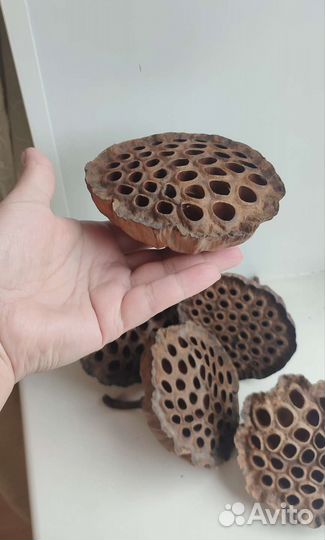 Сухие коробочки натурального лотоса набор