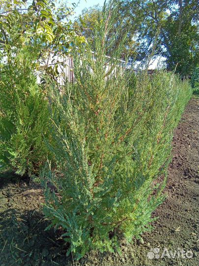 Можжевельник, туя