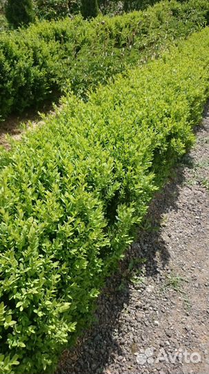 Саженцы самшита 3х-летки