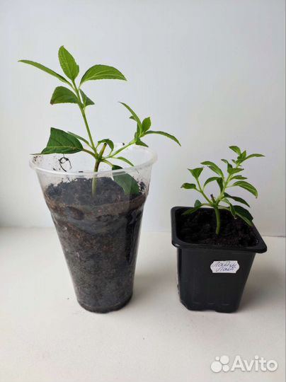 Гортензия метельчатая черенки