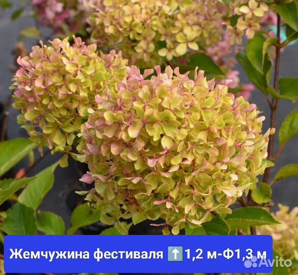 Гортензия метельчатая