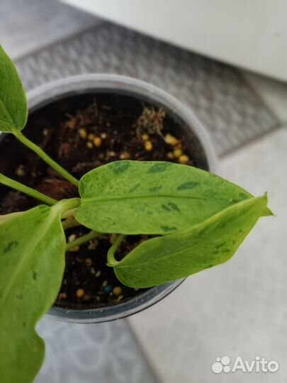 Антуриум вариегатный