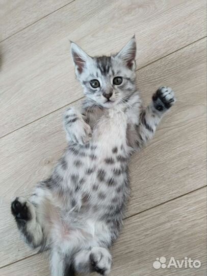 Котята мейн-кун