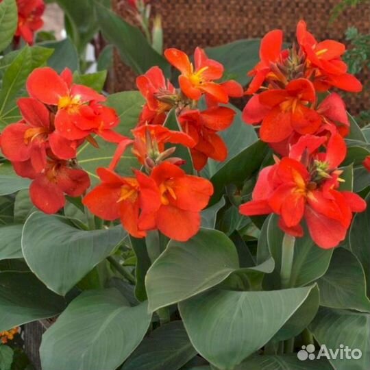 Канны Черри ред