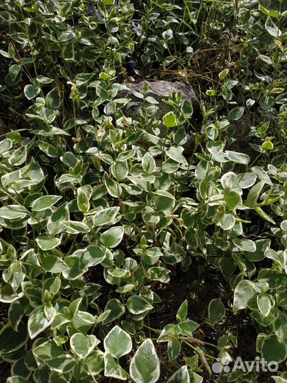 Растение вьющиеся