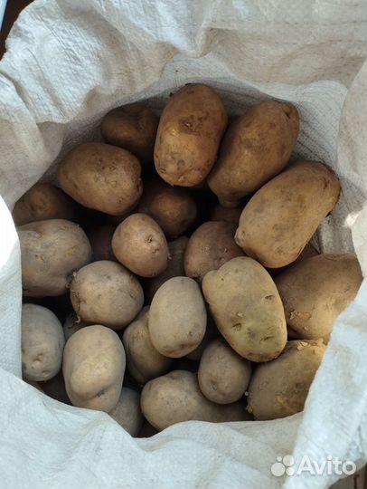 Продам картофель