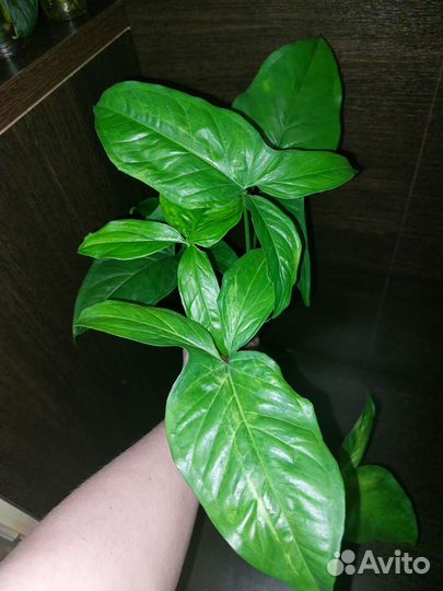 Сингониум моттлед