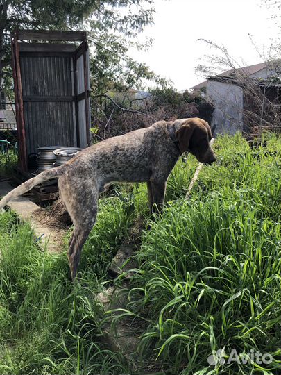 Курцхаар в добрые руки,вязка