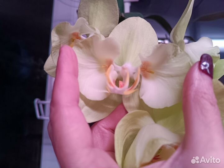 Орхидея фаленопсис бабочка бронь оплачены